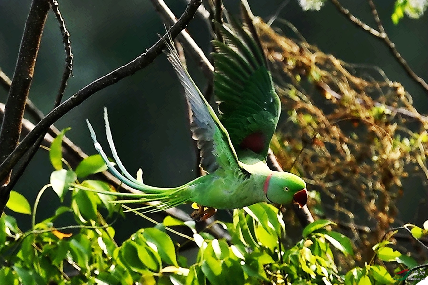 亚历山大鹦鹉--飞版 - 海南版 hainan 鸟网