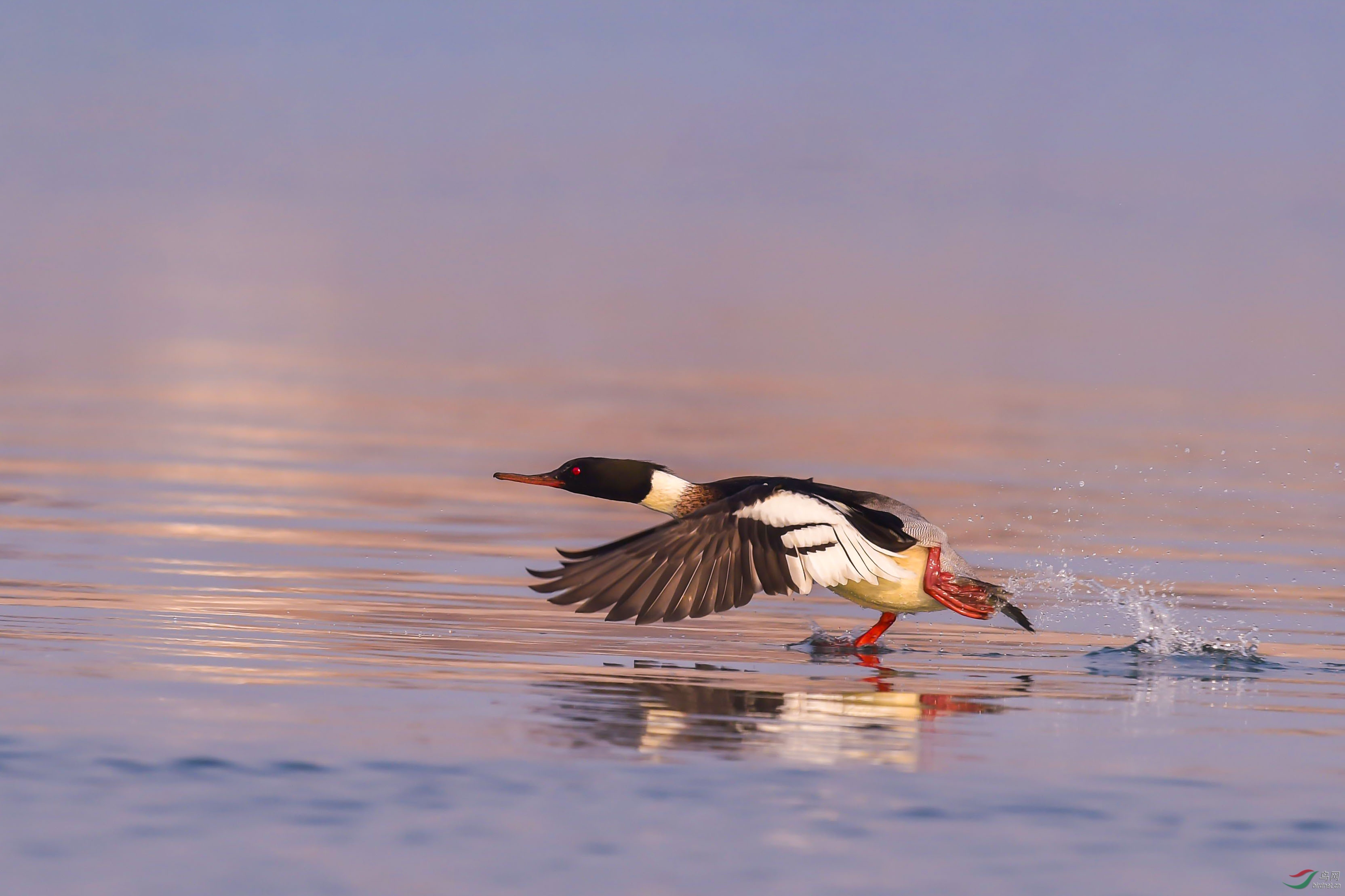 水上漂 - 尼康专栏 鸟网