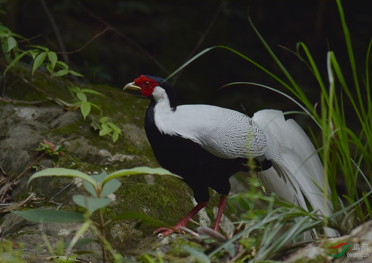 白鹇- 重庆版 chongqing 鸟网