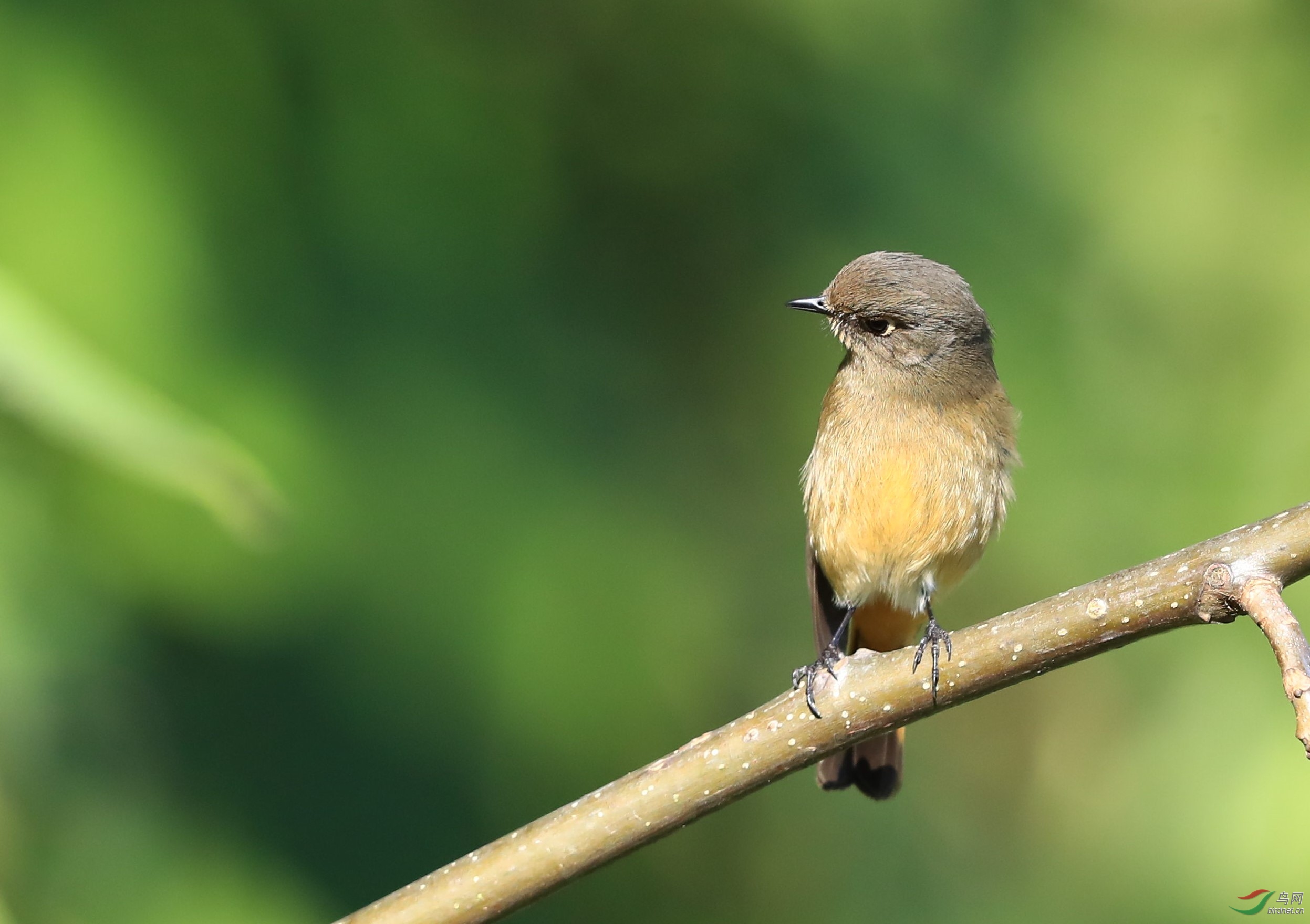黑喉石鵖 - 林鸟版 鸟网
