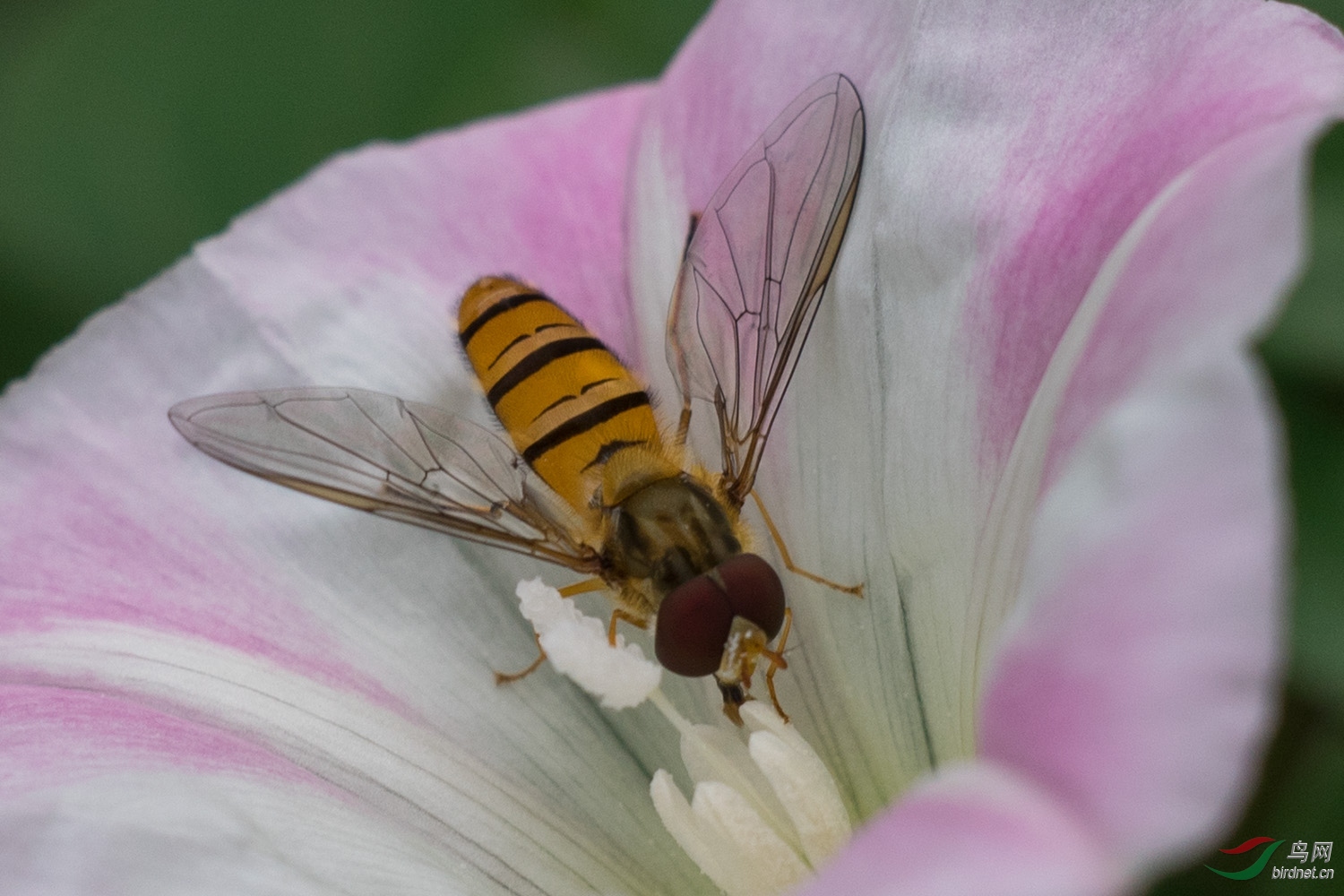 蜜蜂与野牵牛花