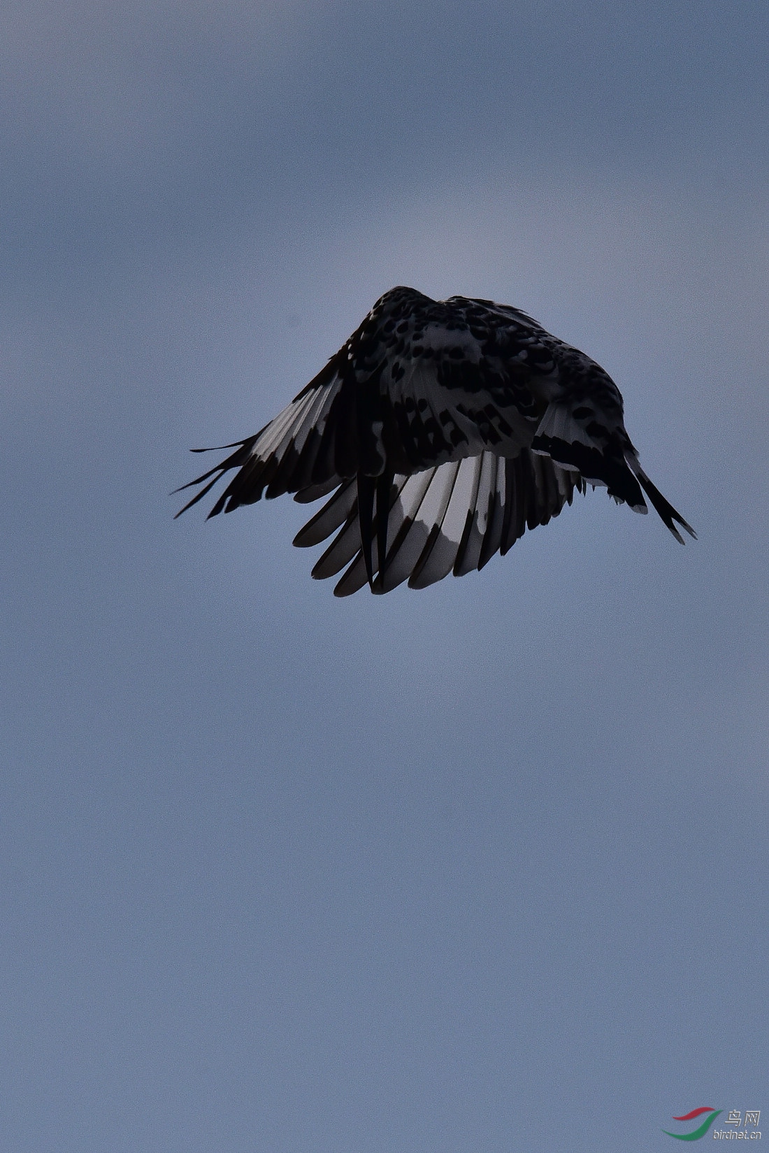 DSC_1065.JPG
