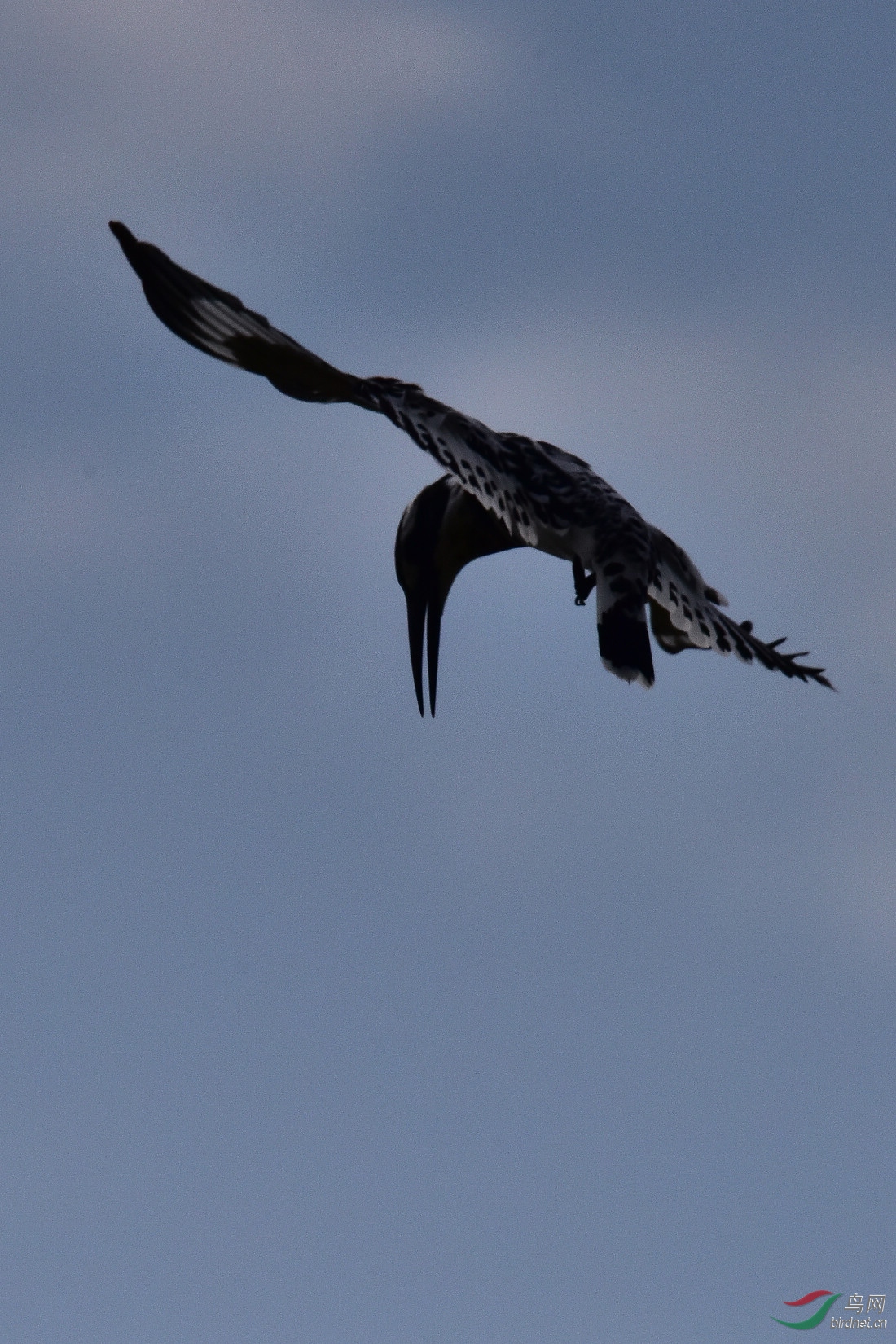 DSC_1066.JPG