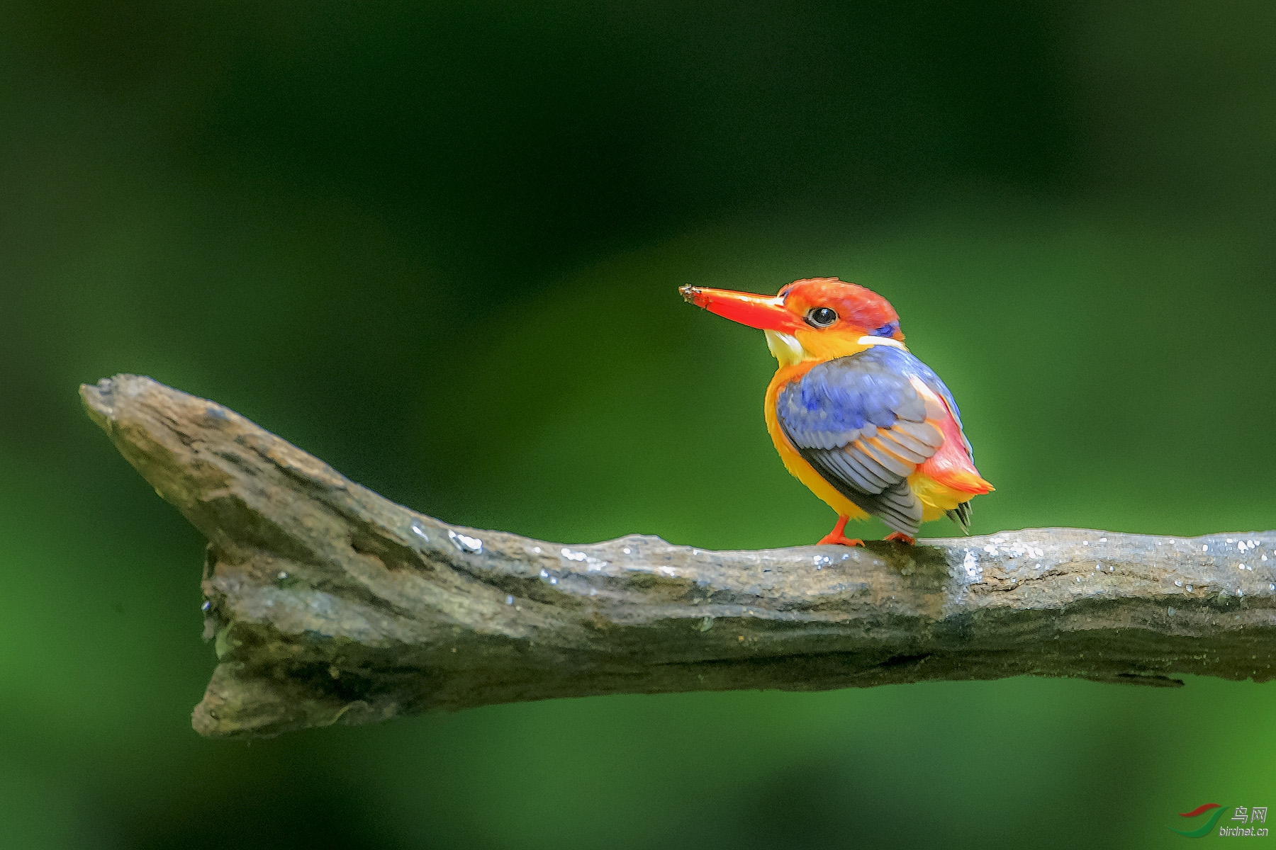 红嘴红头一只鸟