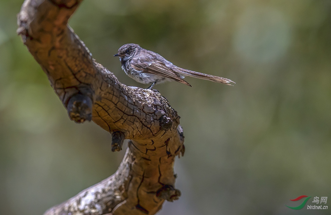 �����ڰ��ް������ء�