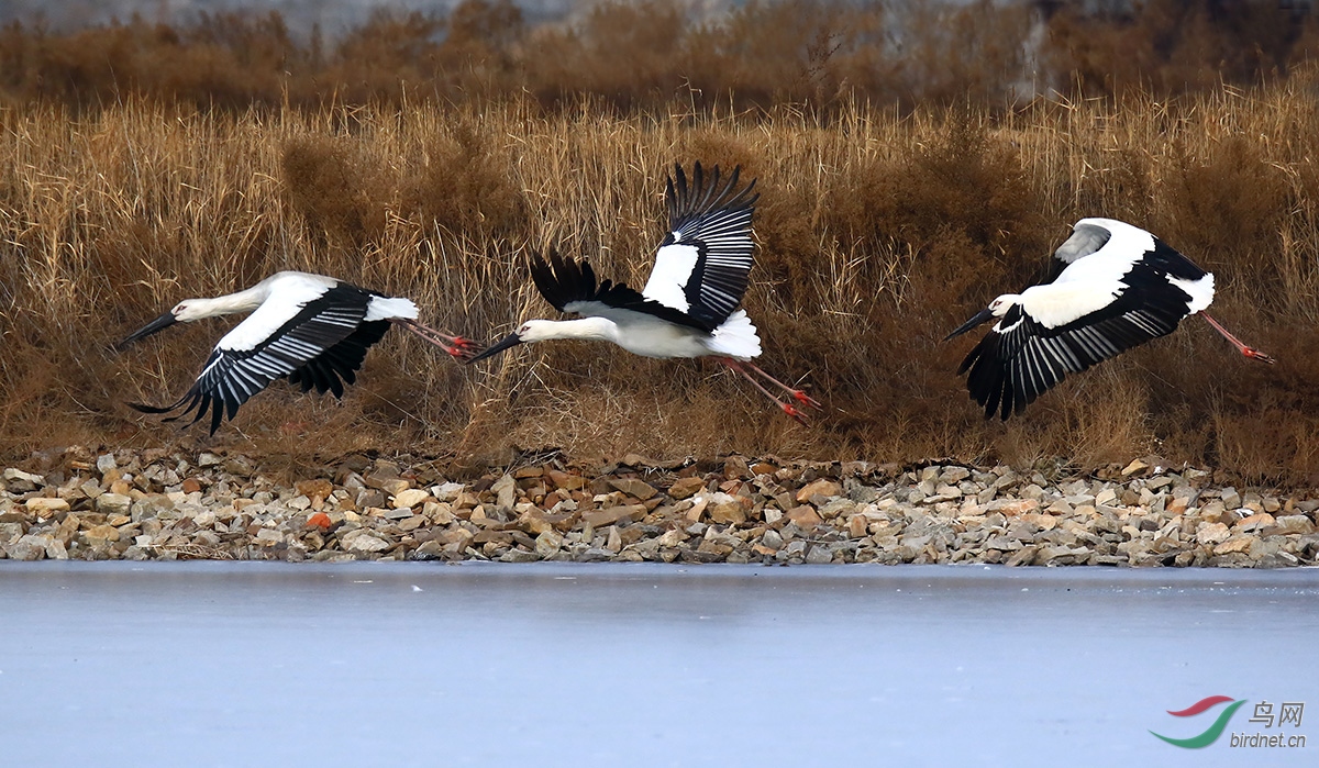 �ڰ׵�����