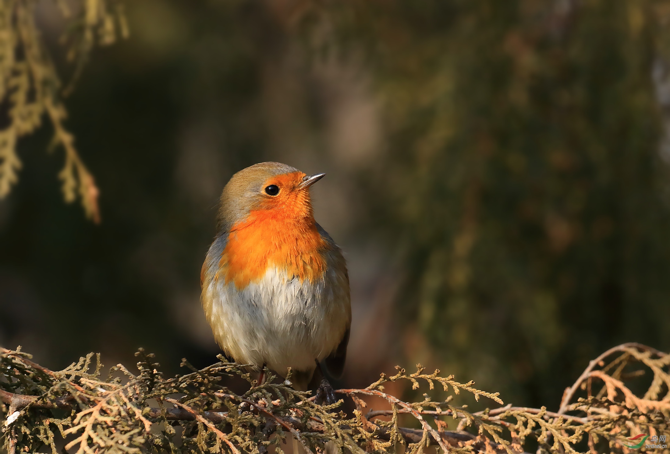 [林鸟] 北京再次发现英国国鸟------欧亚鸲