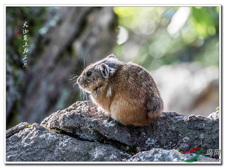 火山岩上的石兔