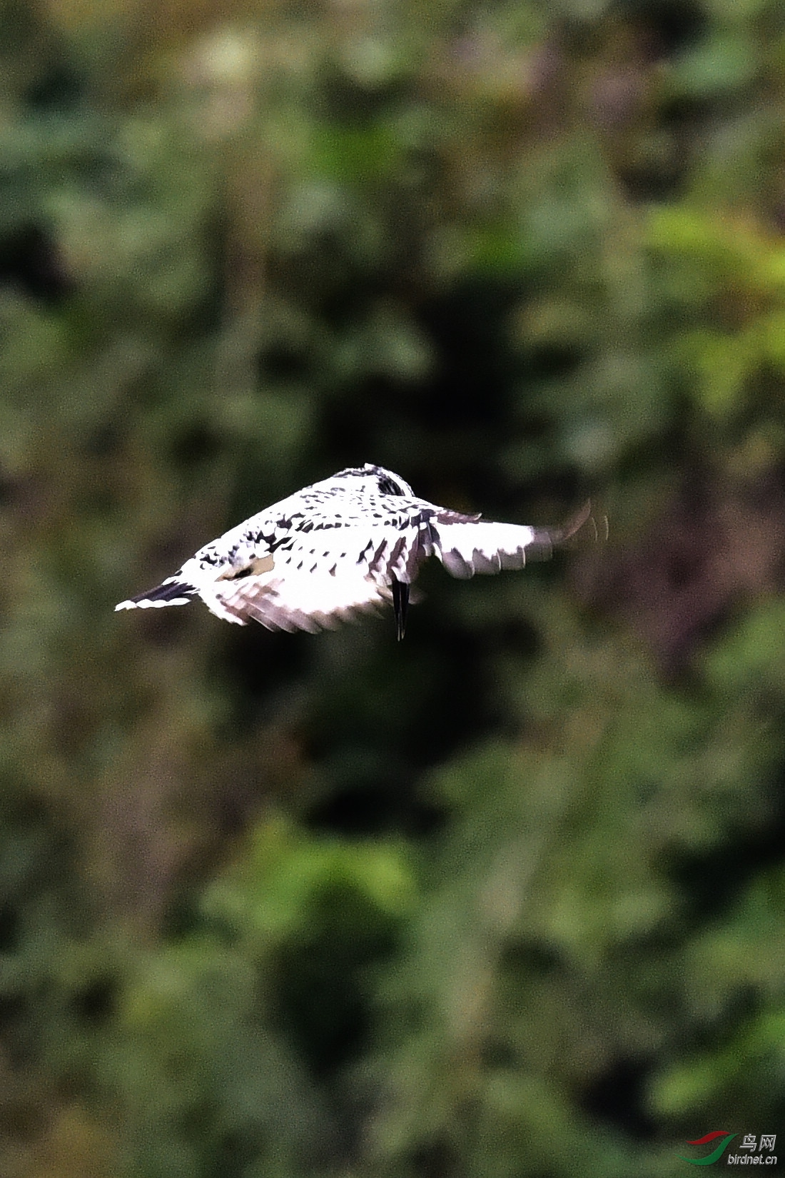 DSC_1085.JPG