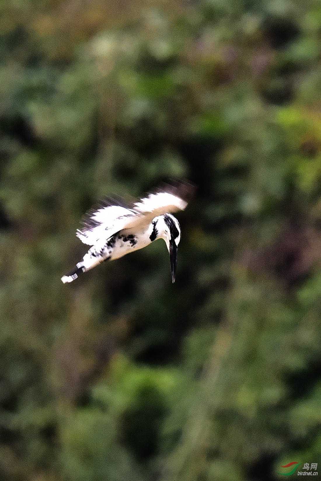 DSC_1086.JPG