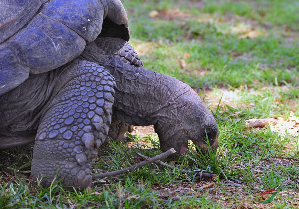 非洲野生動物科普9非洲象龜