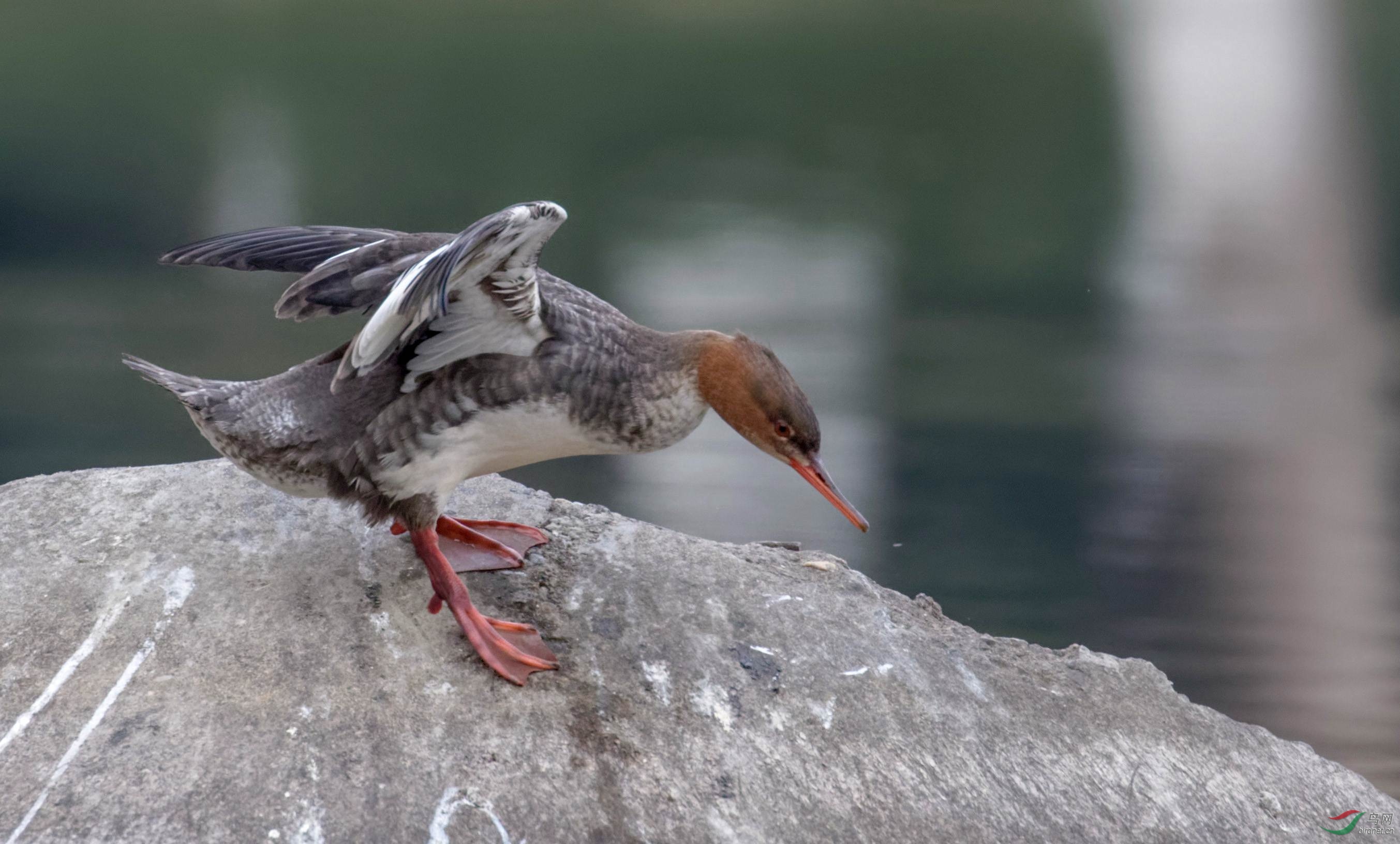 手舞足蹈的红胸秋沙鸭