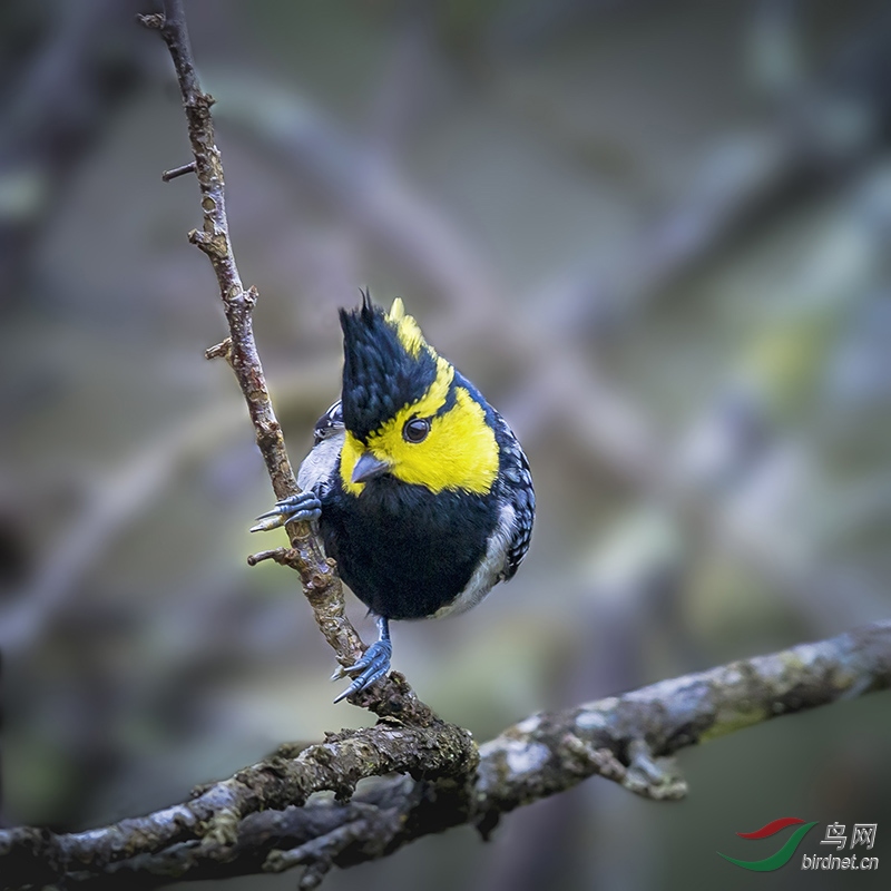 _T9X6152�Ƽ�ɽȸ.jpg