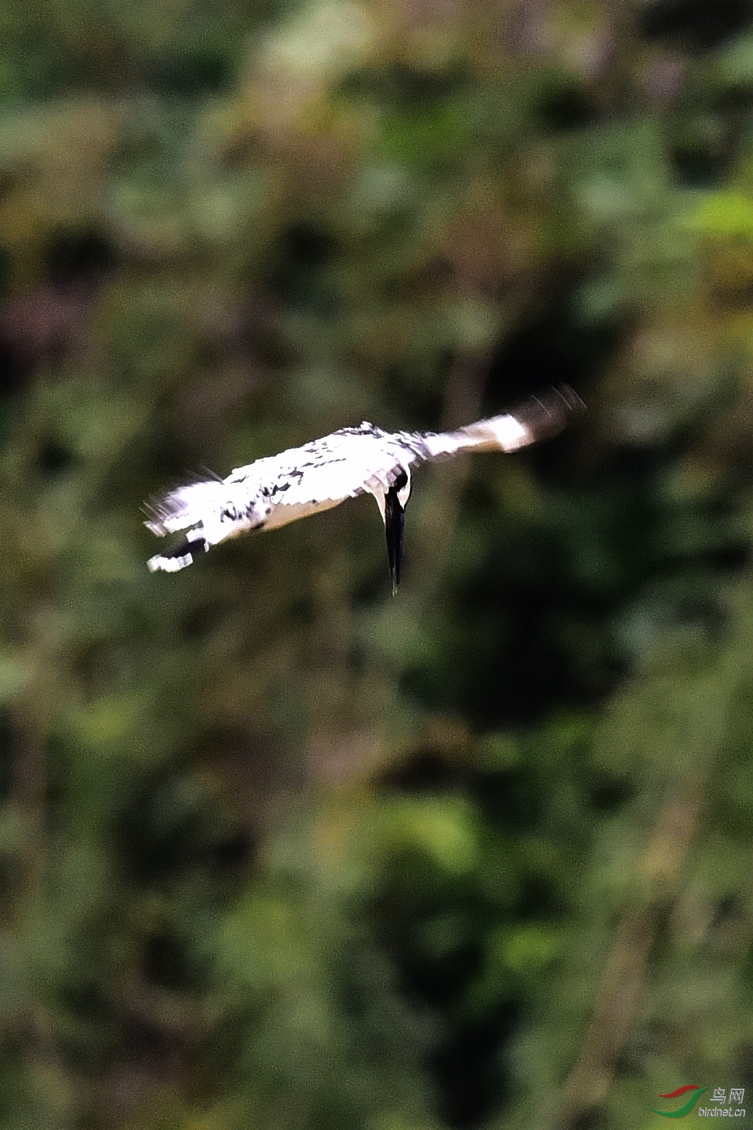 DSC_1089.JPG