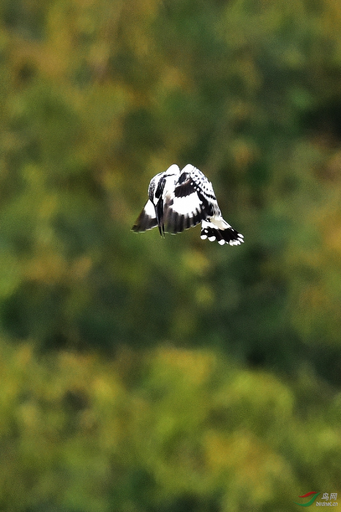 DSC_1096.JPG