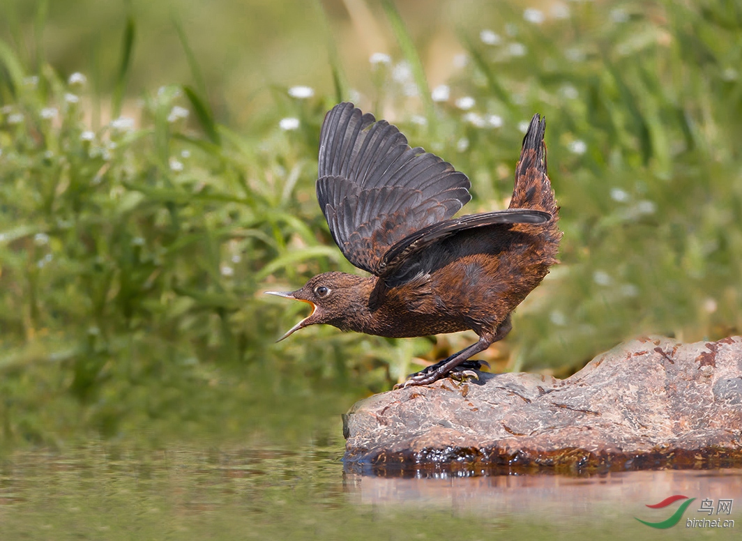 褐河乌(热烈祝贺本帖荣获鸟网首页精华)