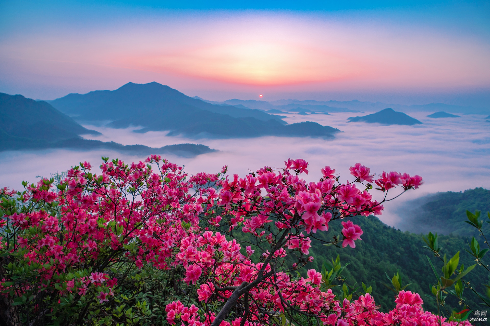 岭上开遍映山红