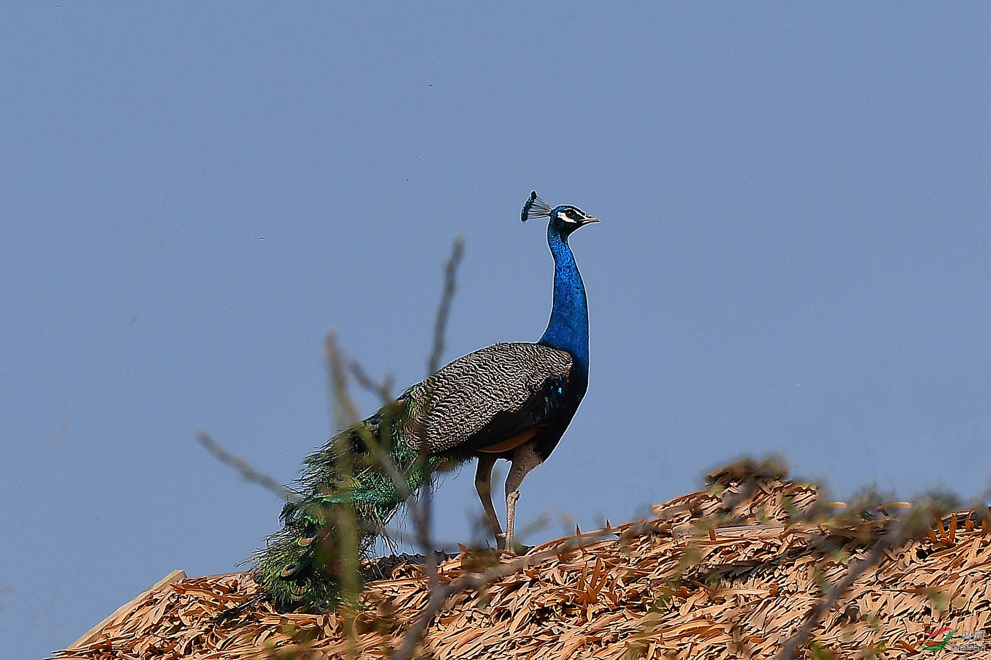 百鸟之王--孔雀 - 上海版 shanghai 鸟网