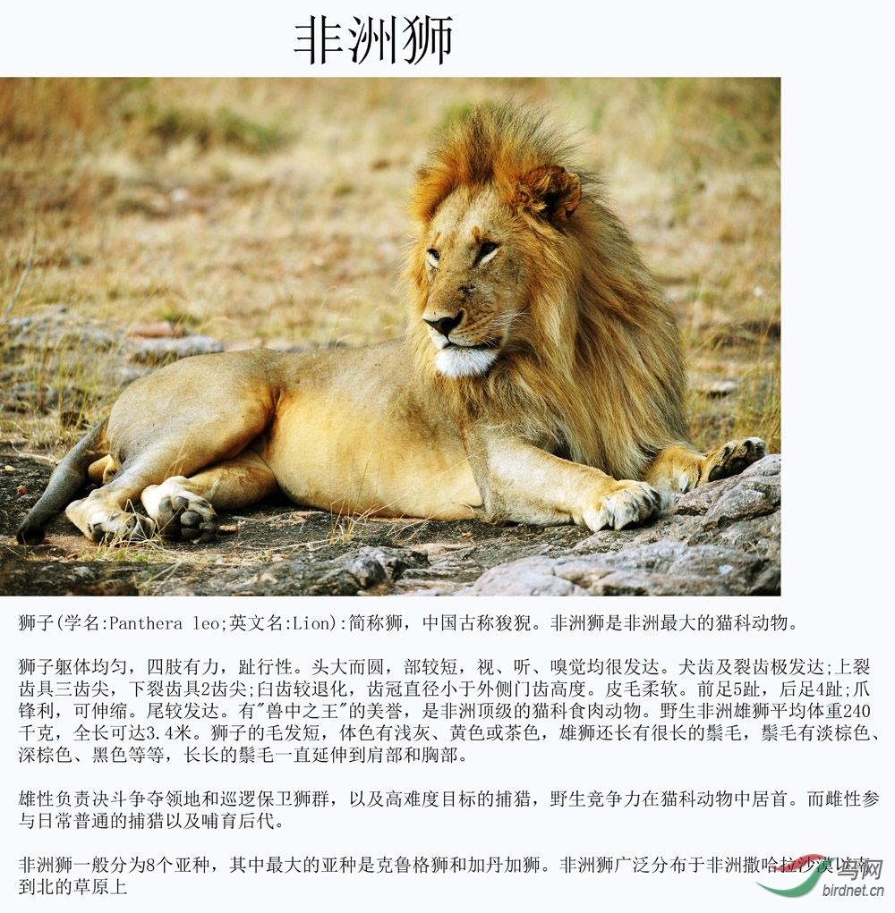 非洲野生动物科普:10【非洲雄狮】