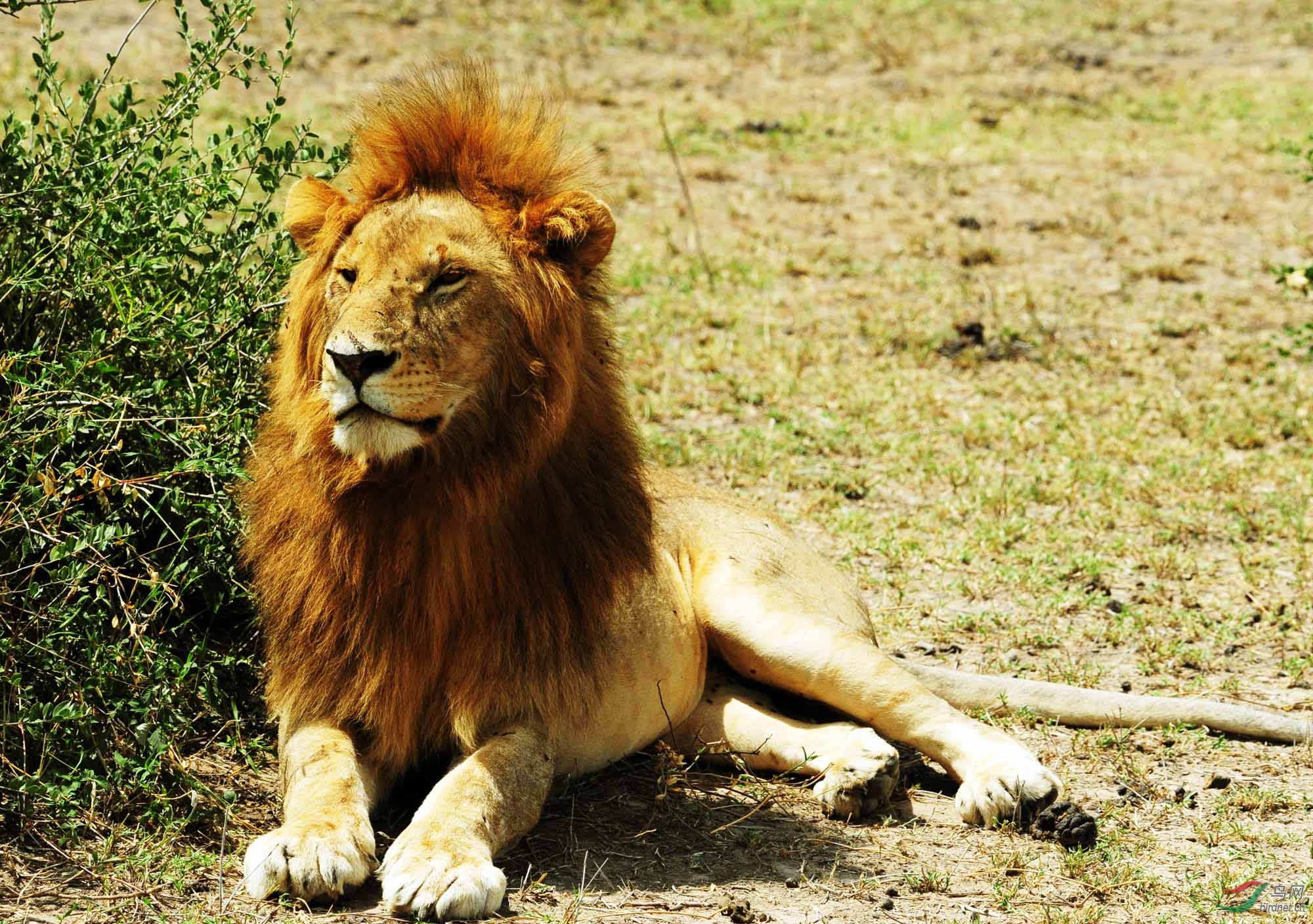 非洲野生动物科普:10【非洲雄狮】