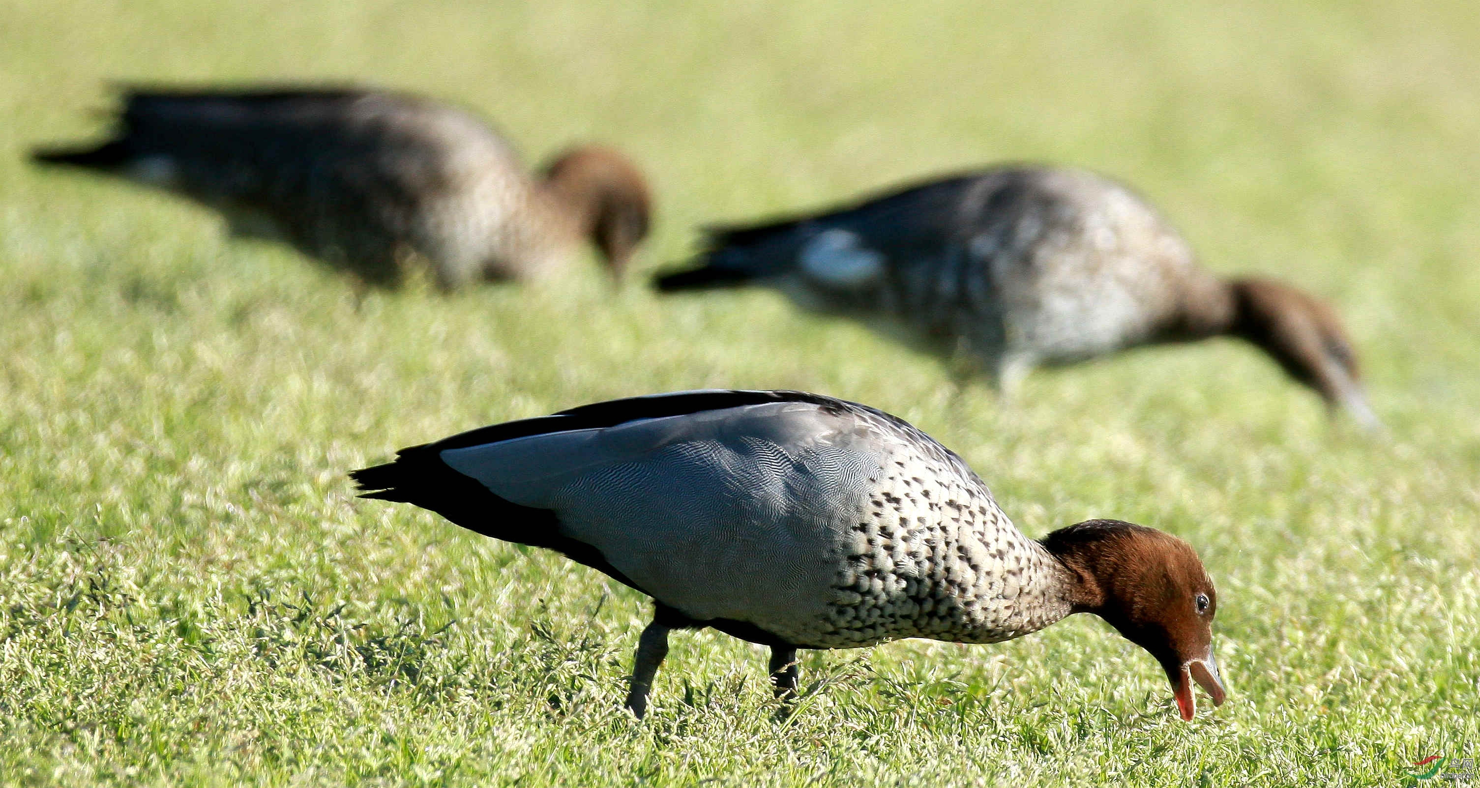 补充能量的鬃林鸭