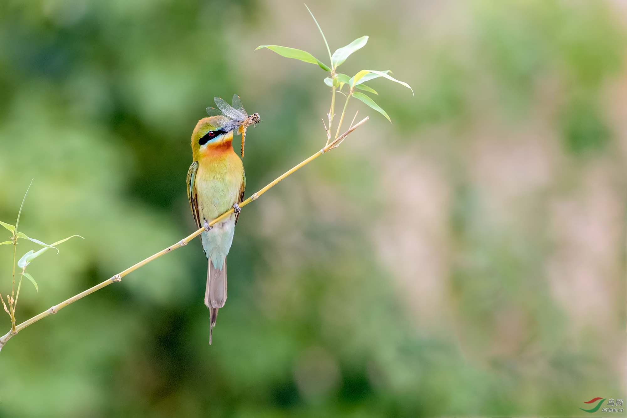 栗喉蜂虎 - 尼康专栏 鸟网