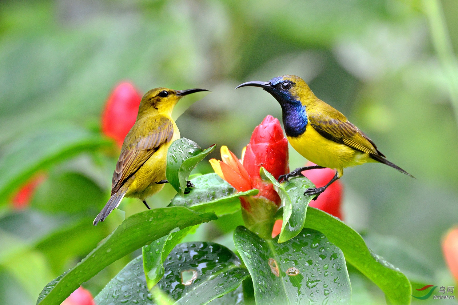 幸福的一对(黄腹花蜜鸟)