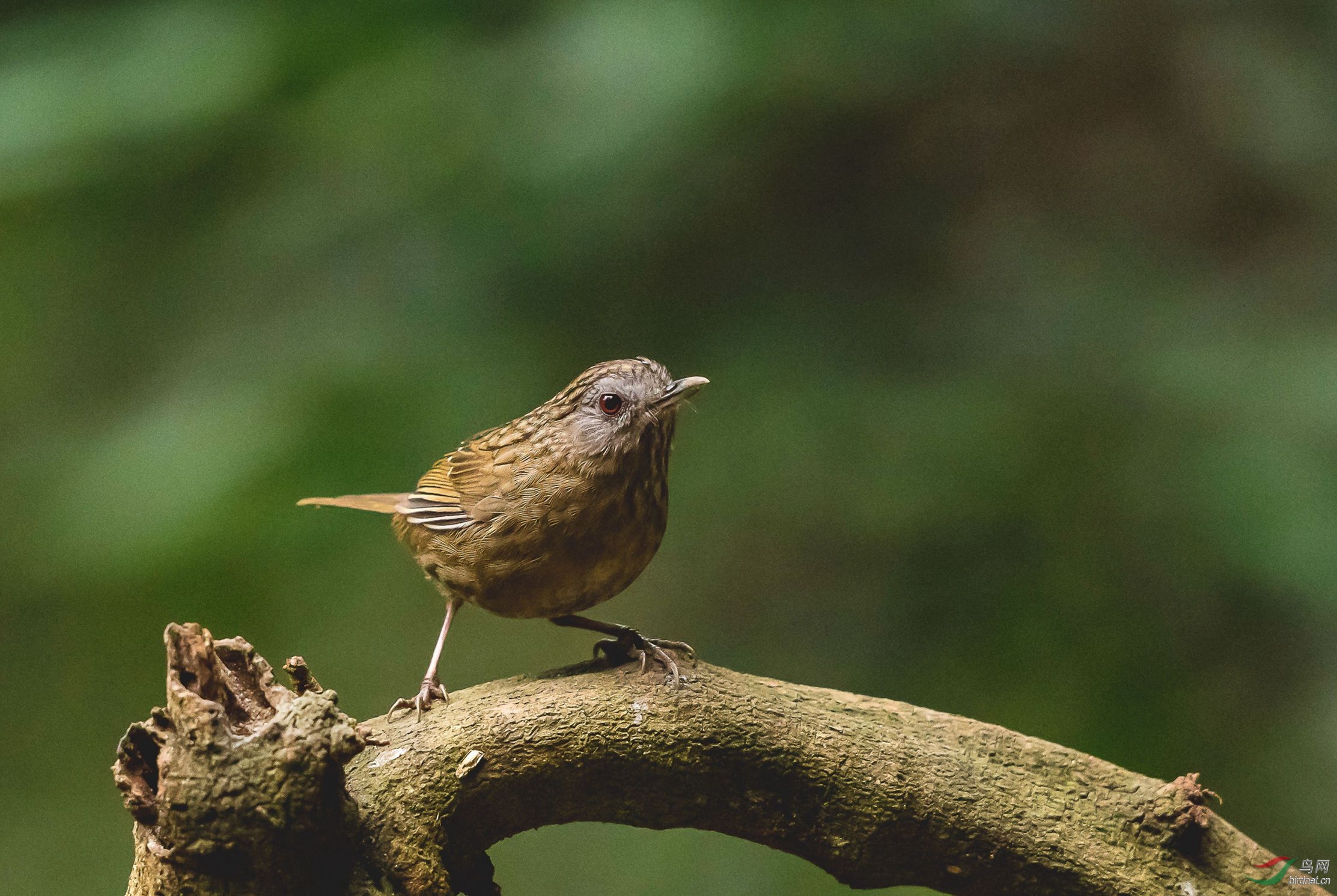密林中的短尾鹪鹛 - 广西版 guangxi 鸟网