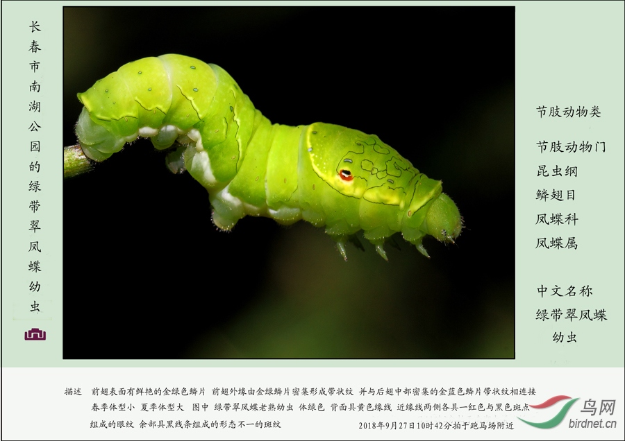 绿带翠凤蝶 幼虫 图谱2018年.jpg