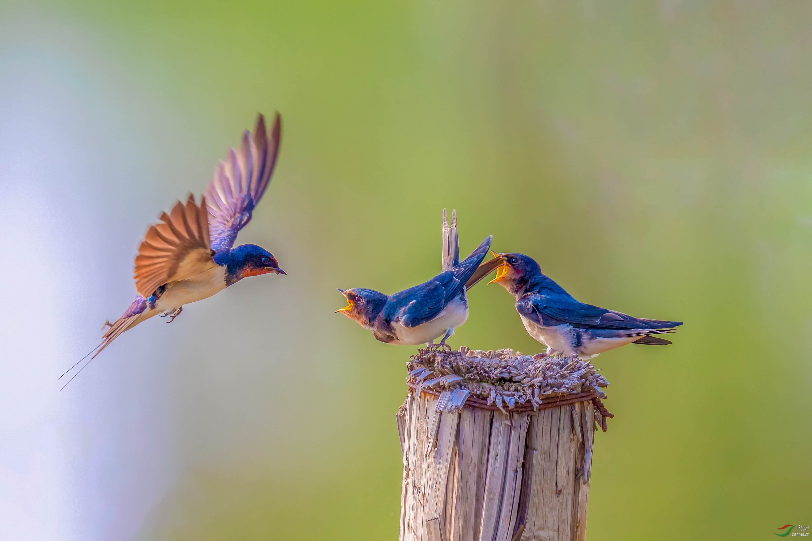 �ɳ� �ɻ���.jpg