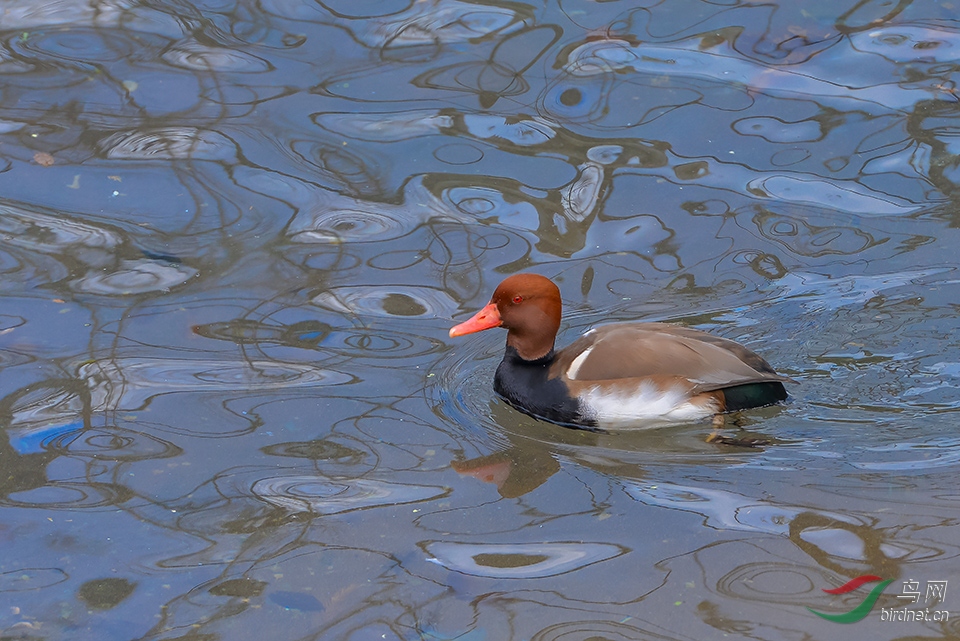 DSC_3278_DxOa.jpg