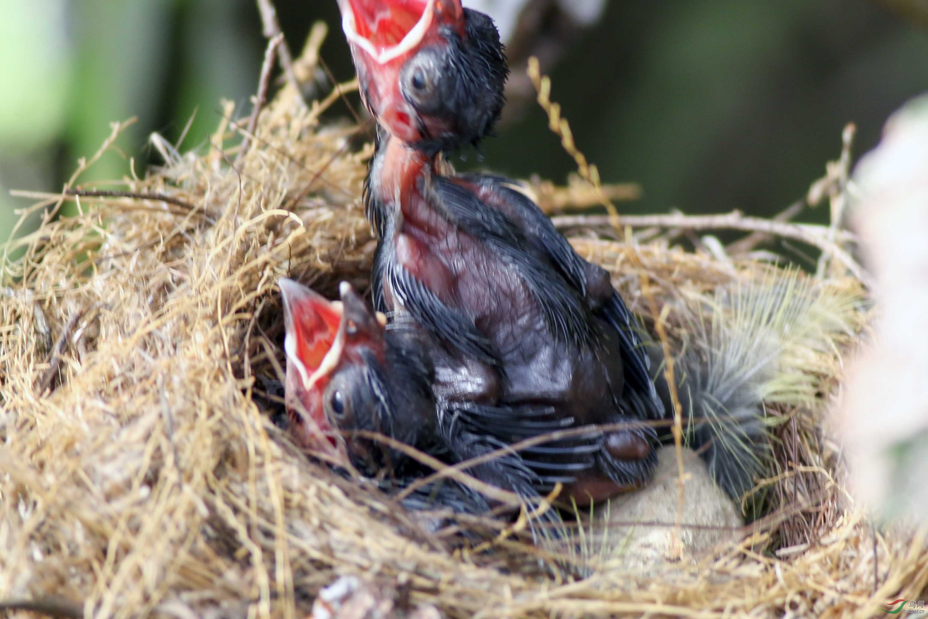 雏鸟呼喊妈妈