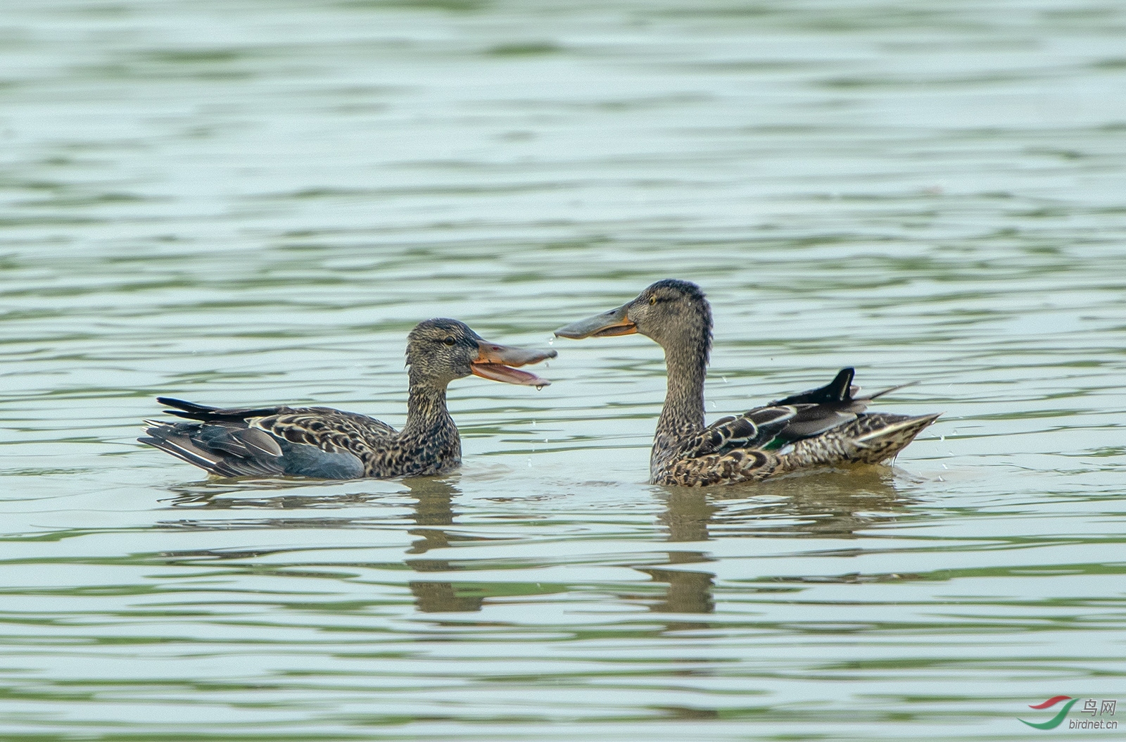 DSC_7496.jpg