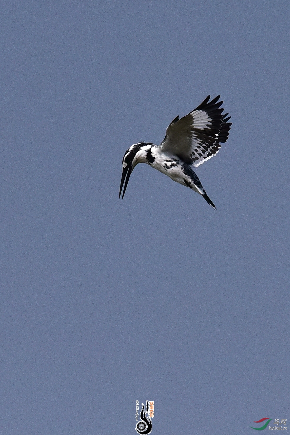 DSC_1142.JPG