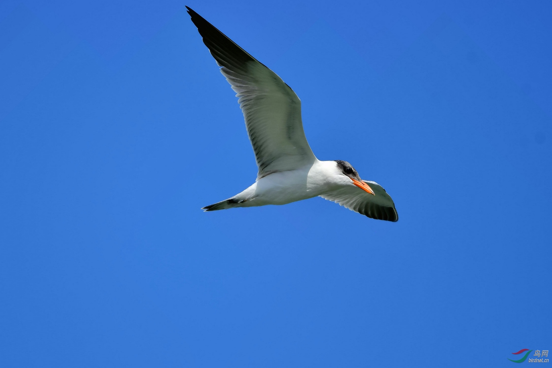 DSC_6725_����.jpg
