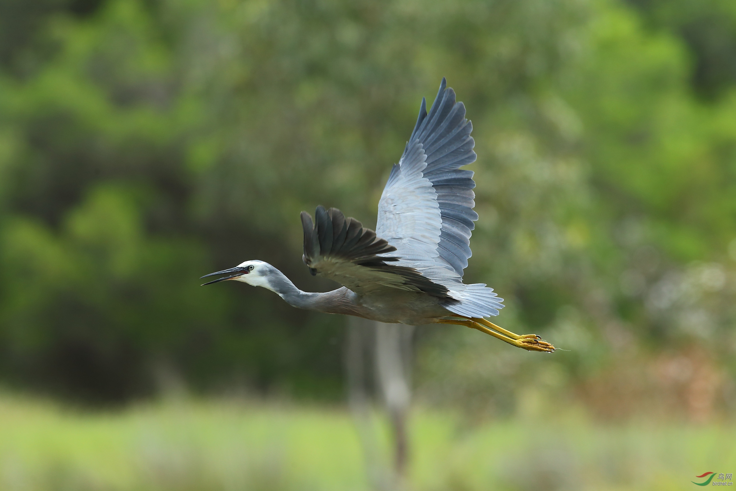 白脸鹭 - 台湾版 taiwan 鸟网