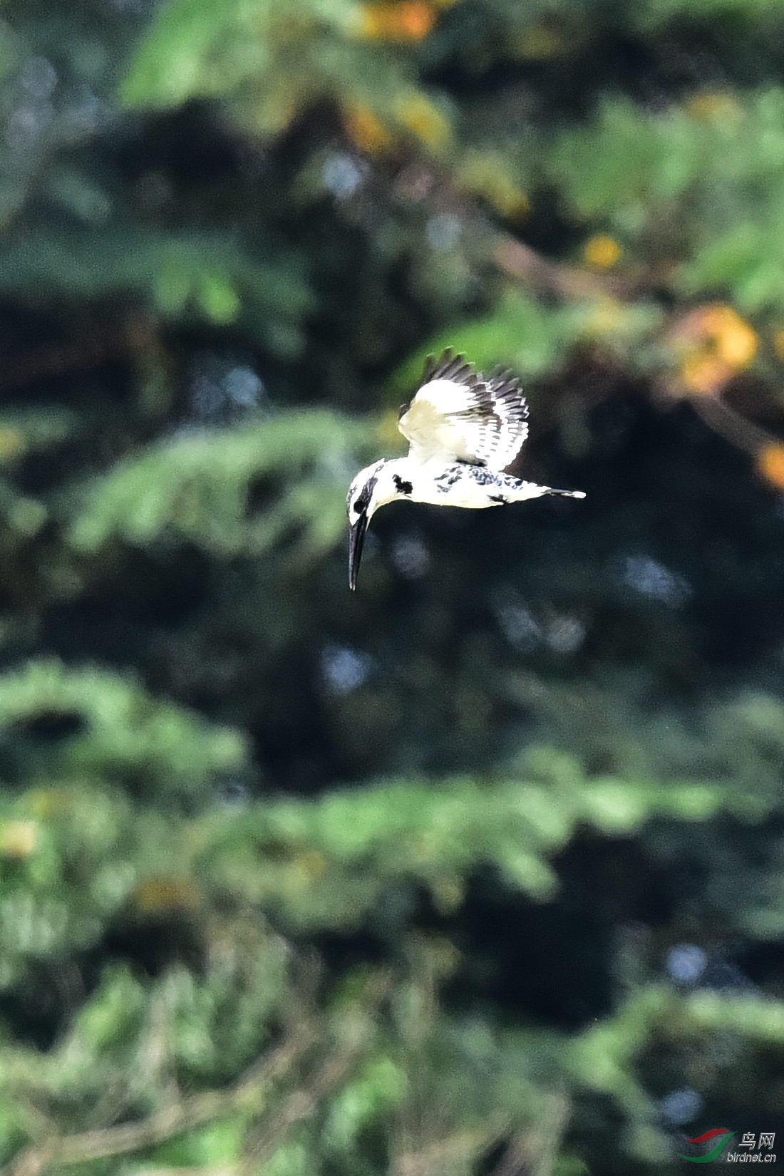 DSC_1151.JPG