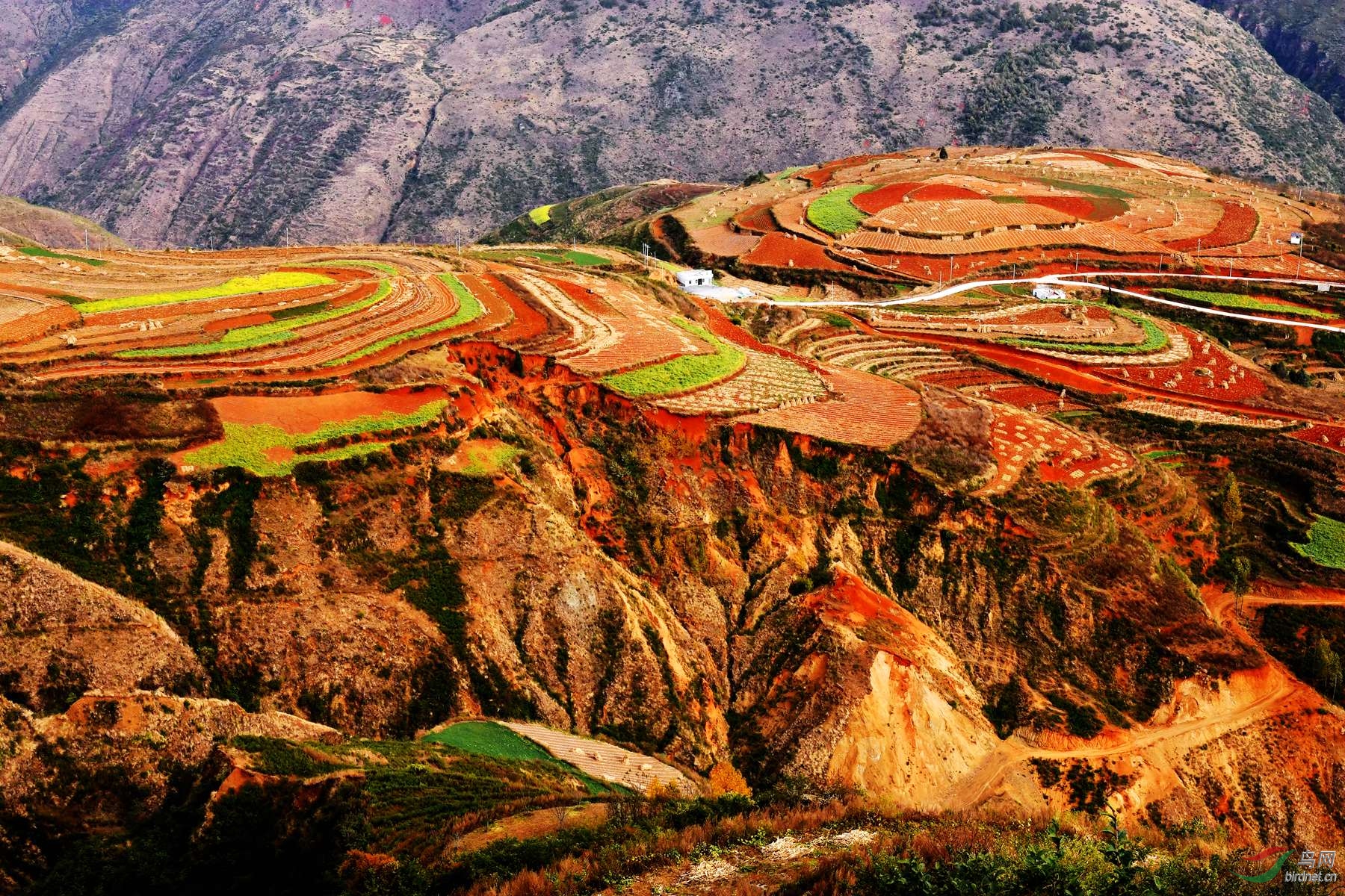 红土地 - 海南版 hainan 鸟网