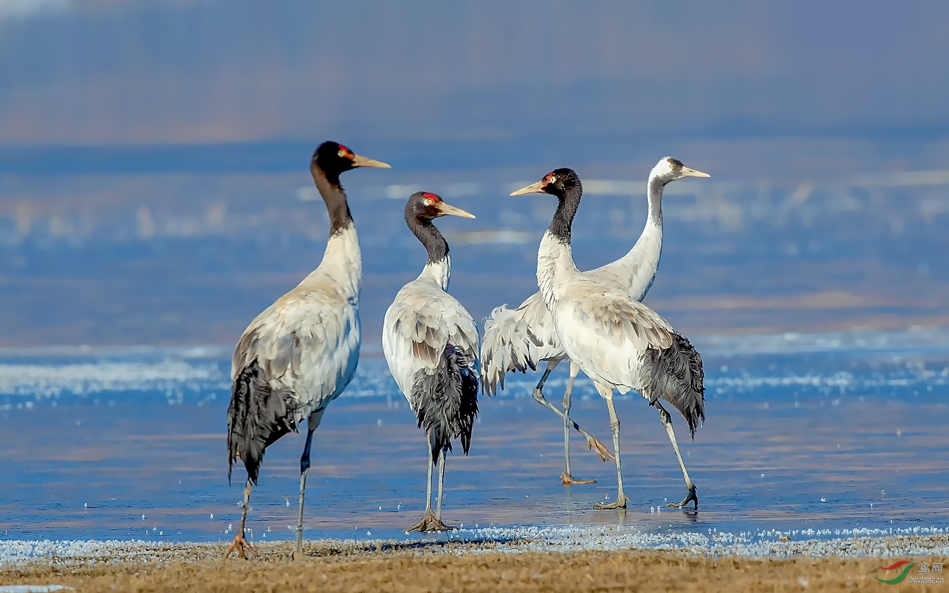水鸟黑颈鹤和灰鹤恭贺首页精华