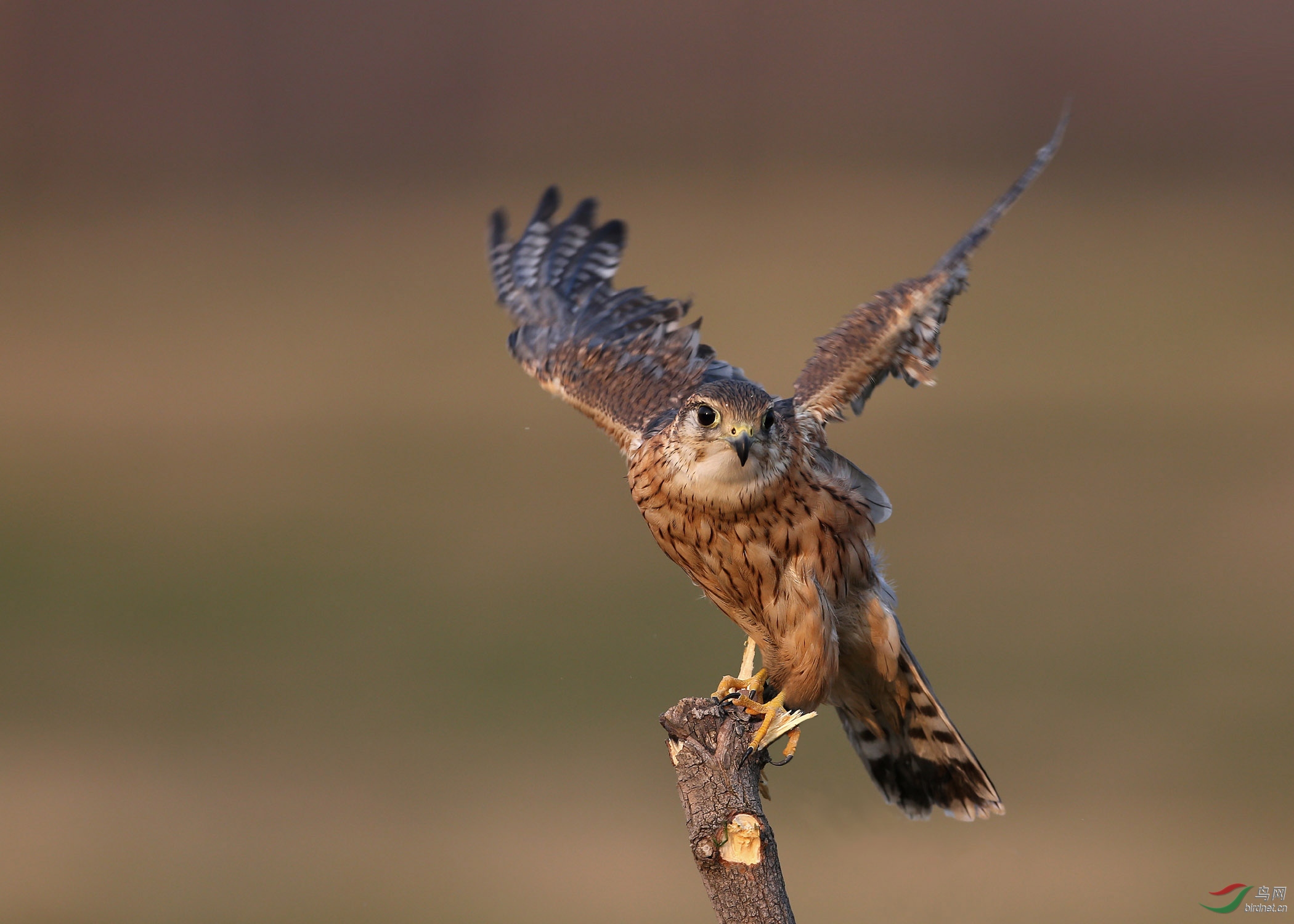 C03R3663 ����.jpg