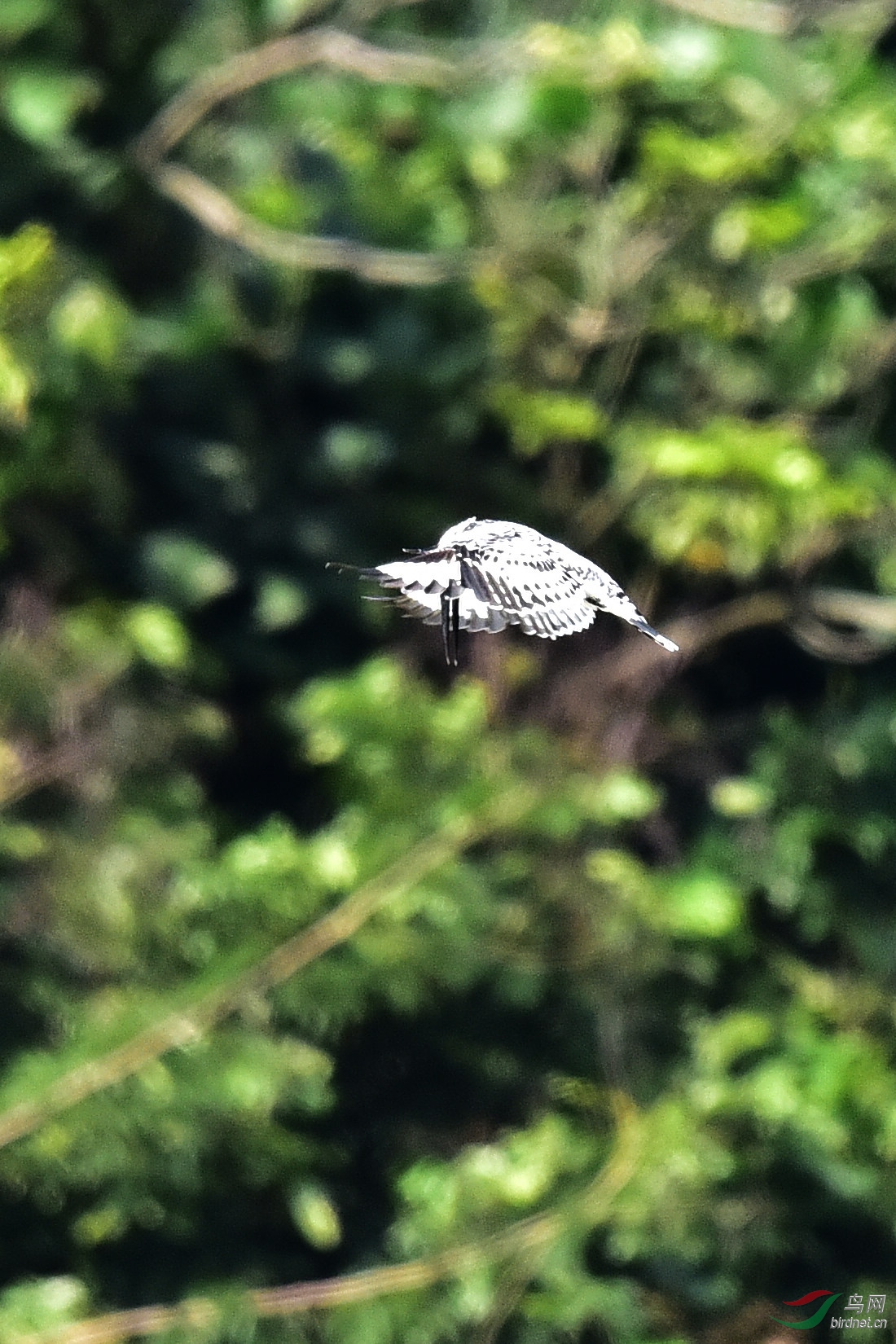 DSC_1161.JPG