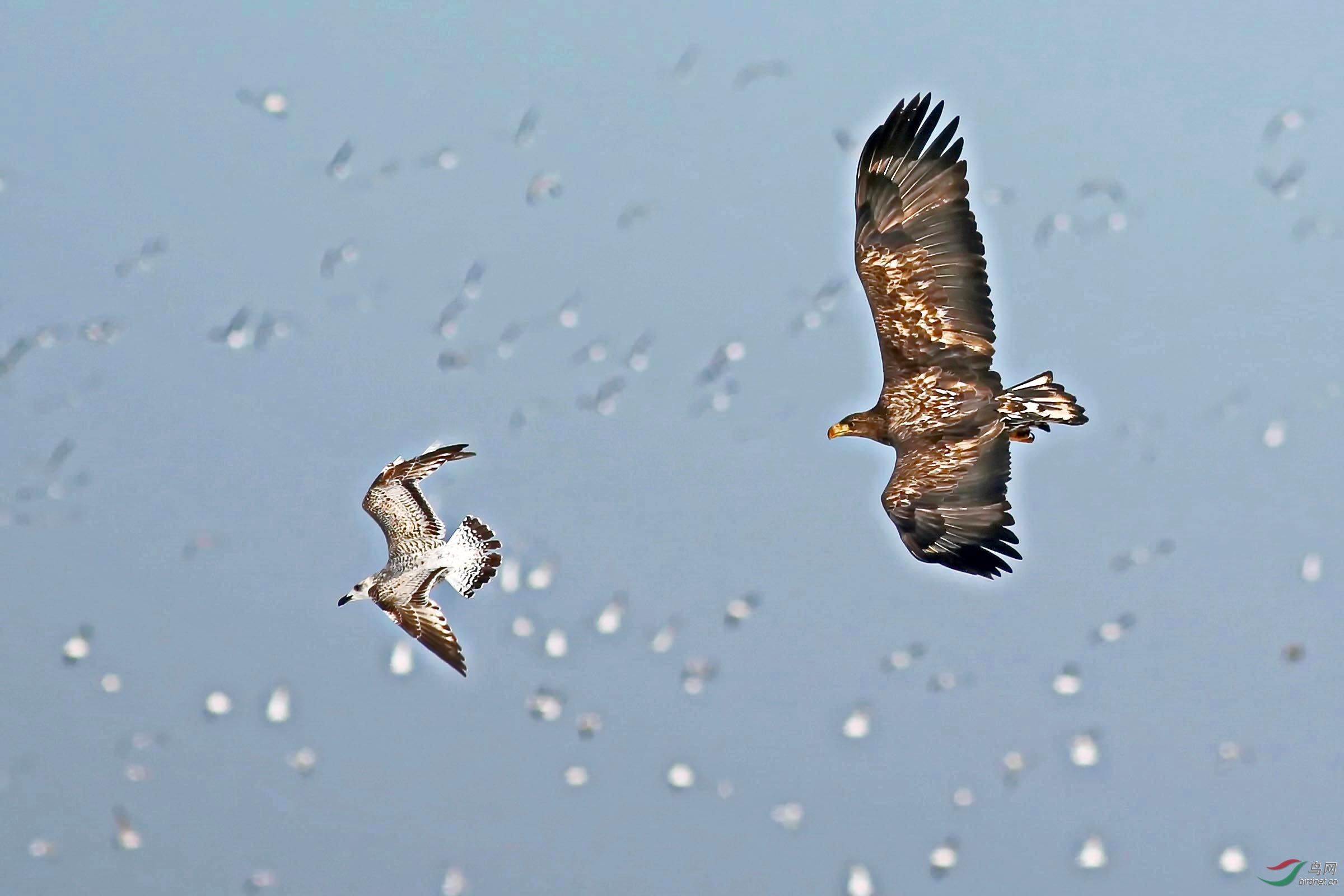 白尾海雕追捕海鸥