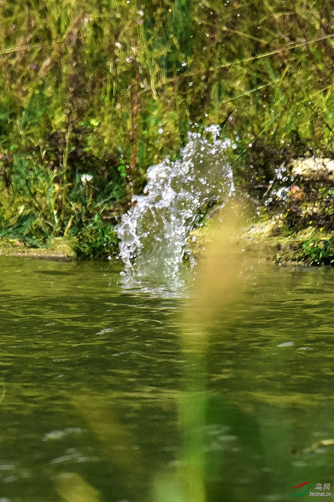 DSC_1164.JPG