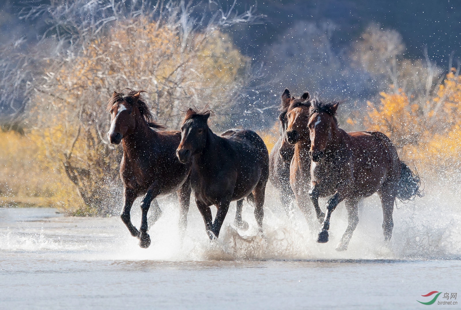 奔马图——祝贺荣获动物精华