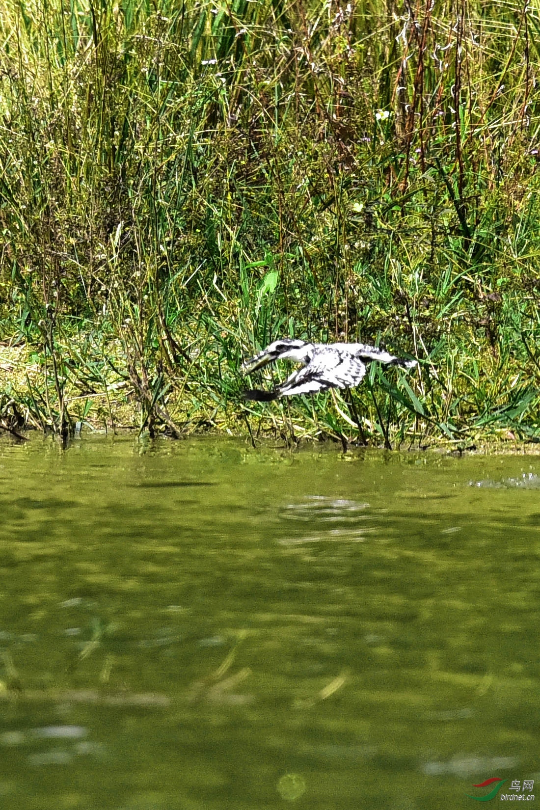 DSC_1166.JPG