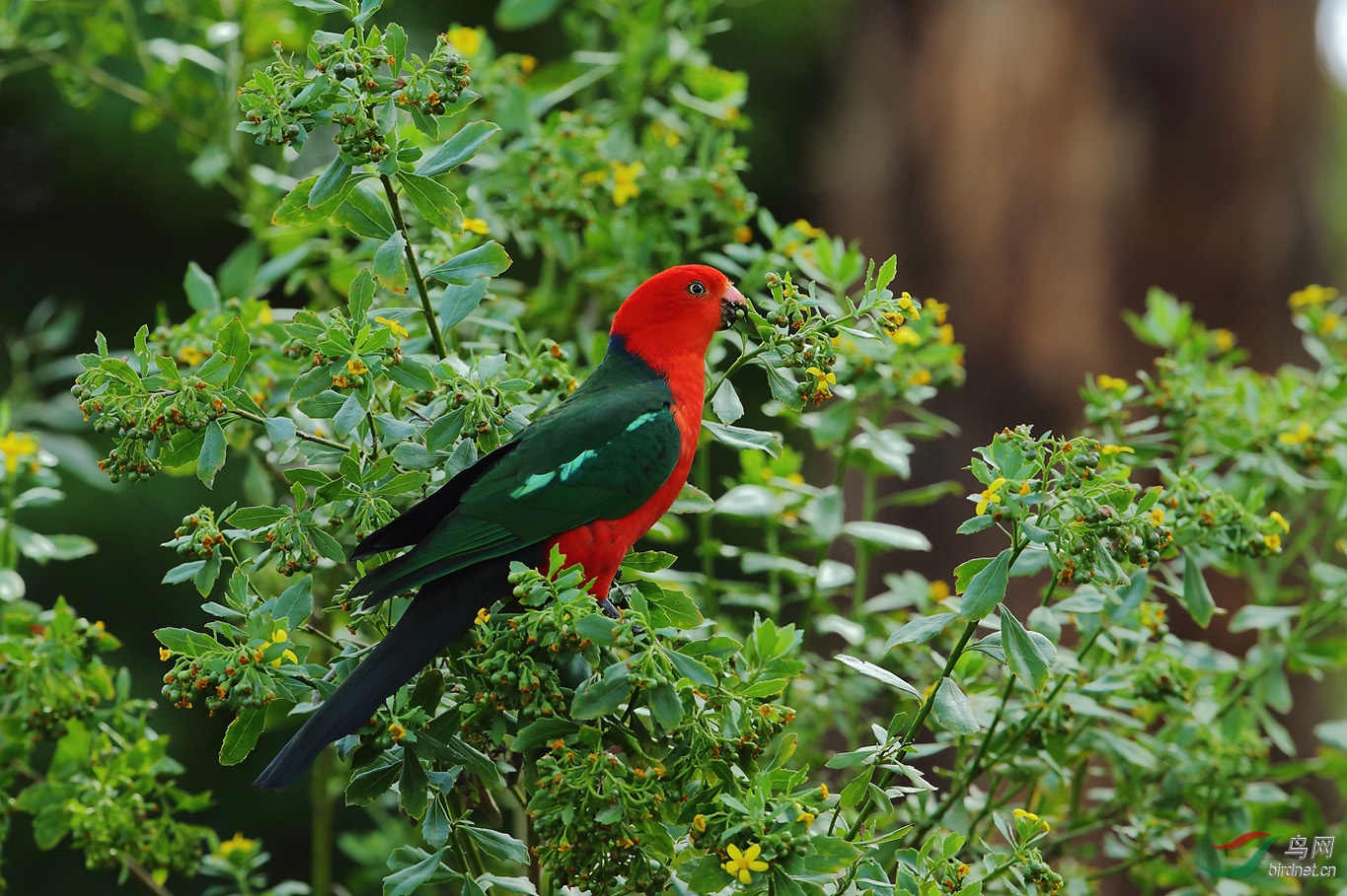 红颊鹦鹉(恭喜老师获得首页鸟类精华)