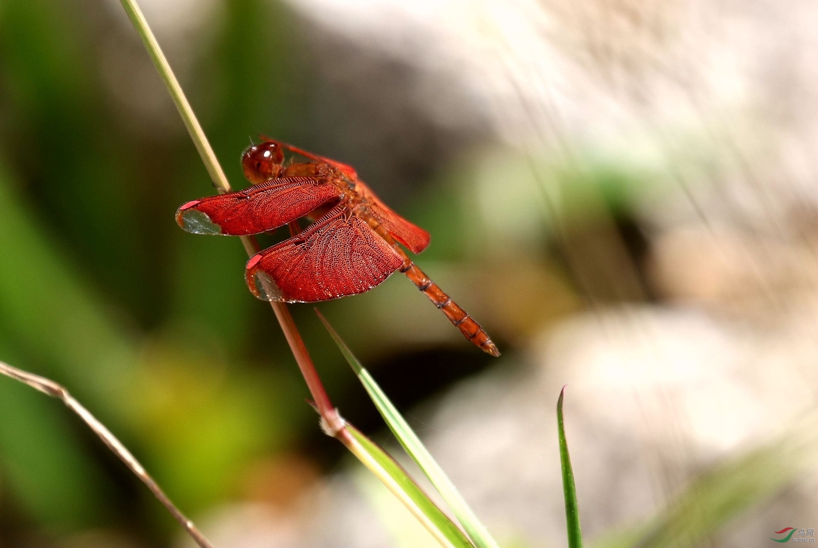 红翅膀的红蜻蜓