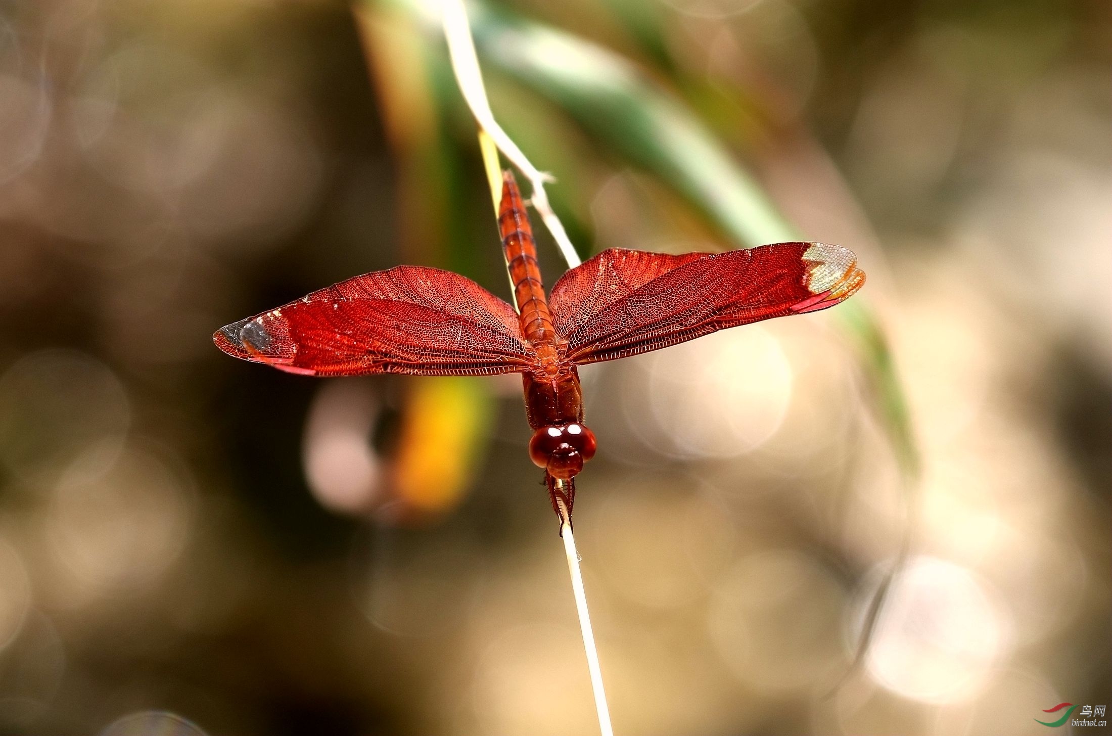 红翅膀的红蜻蜓