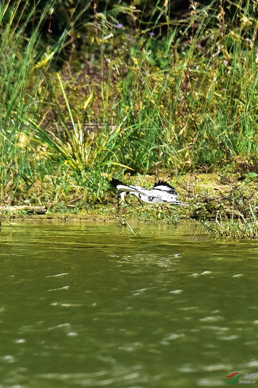DSC_1171.JPG