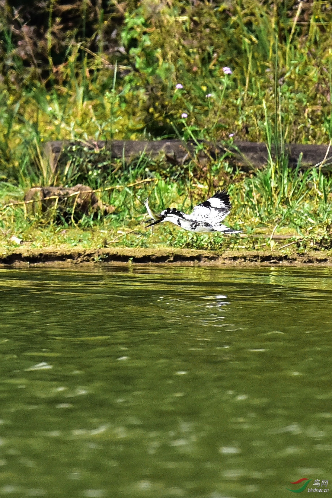 DSC_1172.JPG